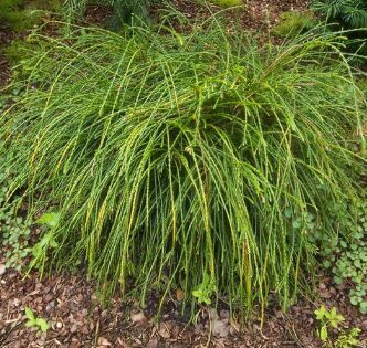 Zirņu paciprese 'Filifera Nana'